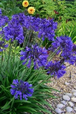 Ever Midnight Agapanthus (Lily Of The Nile) - 1 Gallon Pot -Plant Serie Store Agapanthus Ever Midnight 4