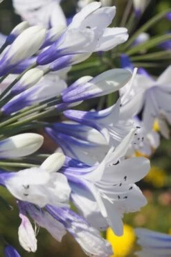 Indigo Frost Agapanthus - 1 Gallon Pot -Plant Serie Store Agapanthus Indigo Frost 1