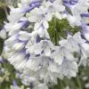 Indigo Frost Agapanthus - 1 Gallon Pot -Plant Serie Store Agapanthus Indigo Frost 2