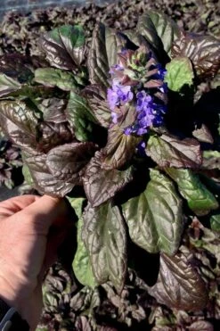 Catlins Giant Ajuga - Bugleweed - 6 Pack Of 3.5" Pint Pots -Plant Serie Store Ajuga Catlins Giant 10