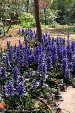 Catlins Giant Ajuga - Bugleweed - 6 Pack Of 3.5" Pint Pots -Plant Serie Store Ajuga Catlins Giant 20