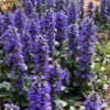 Catlins Giant Ajuga - Bugleweed - 6 Pack Of 3.5" Pint Pots -Plant Serie Store Ajuga Catlins Giant 21