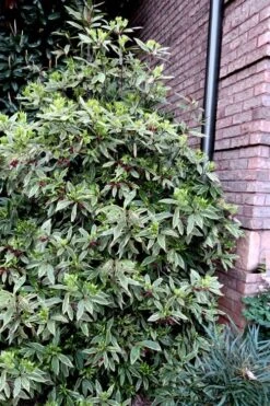 Pink Frost Florida Anise - Illicium Floridanum - 1 Gallon Pot -Plant Serie Store Anise Pink Frost 12 1