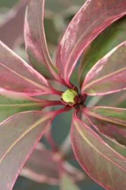 Pink Frost Florida Anise - Illicium Floridanum - 3 Gallon Pot -Plant Serie Store Anise Pink Frost 14