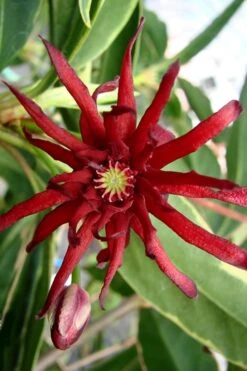Pink Frost Florida Anise - Illicium Floridanum - 3 Gallon Pot -Plant Serie Store Anise Pink Frost 15