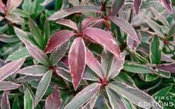 Pink Frost Florida Anise - Illicium Floridanum - 3 Gallon Pot -Plant Serie Store Anise Pink Frost 16