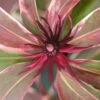 Pink Frost Florida Anise - Illicium Floridanum - 1 Gallon Pot -Plant Serie Store Anise Pink Frost 19 1