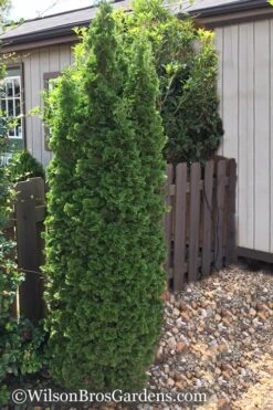 Degroots Spire Arborvitae - 1 Gallon Pot -Plant Serie Store Arborvitae Degroots Spire 1 500x750 1