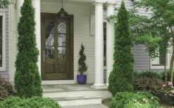 Degroots Spire Arborvitae - 1 Gallon Pot -Plant Serie Store Arborvitae Degroots Spire 30