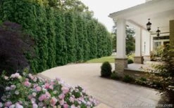 Degroots Spire Arborvitae - 1 Gallon Pot -Plant Serie Store Arborvitae Degroots Spire 33