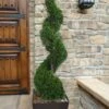 Emerald Green Arborvitae Spiral Topiary - 5 Gallon Pot (6') -Plant Serie Store Arborvitae Emerald Green Spiral 6 1