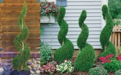 Emerald Green Arborvitae Spiral Topiary - 7 Gallon Pot 9 Emerald Green Arborvitae Spiral Topiary - 7 Gallon Pot -Plant Serie Store Arborvitae Emerald Green Spiral 800x500 1