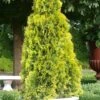 Highlights Arborvitae Thuja Janed Gold - 3 Gallon Pot -Plant Serie Store Arborvitae Highlights