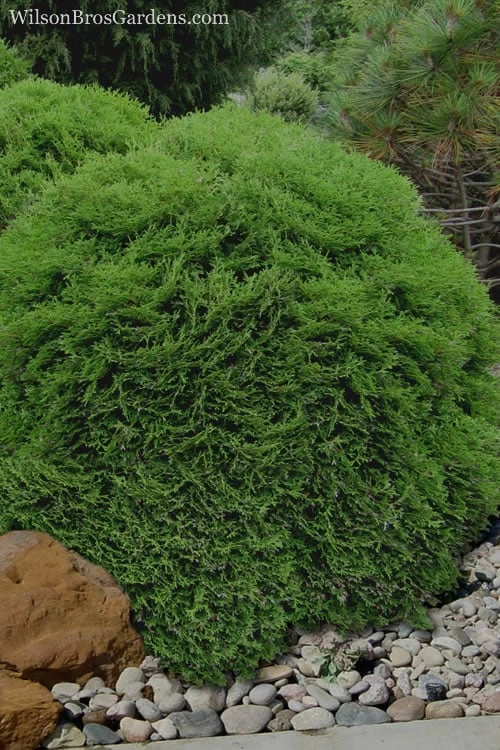 Tiny Tim Dwarf Globe Arborvitae - 2 Gallon Pot 7 Tiny Tim Dwarf Globe Arborvitae - 2 Gallon Pot - Image 5