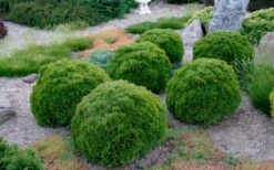 Tiny Tim Dwarf Globe Arborvitae - 2 Gallon Pot 9 Tiny Tim Dwarf Globe Arborvitae - 2 Gallon Pot -Plant Serie Store Arborvitae Tiny Tim Grouping