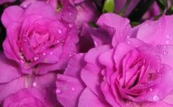 Amelia Rose Azalea - 1 Gallon Pot -Plant Serie Store Azalea Amelia Rose 1