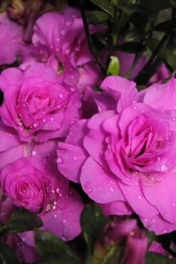 Plant Serie Store 43 Amelia Rose Azalea - 1 Gallon Pot