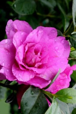 Amelia Rose Azalea - 1 Gallon Pot -Plant Serie Store Azalea Amelia Rose 3