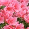 Coral Bells Azalea - 2 Gallon Pot -Plant Serie Store Azalea Coral Bells 1 500x750 1