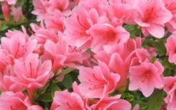 Coral Bells Azalea - 2 Gallon Pot -Plant Serie Store Azalea Coral Bells