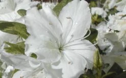 Delaware Valley White Azalea - 1 Gallon Pot -Plant Serie Store Azalea Delaware Valley White 2