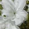 Delaware Valley White Azalea - 1 Gallon Pot -Plant Serie Store Azalea Delaware Valley White 500x750 1