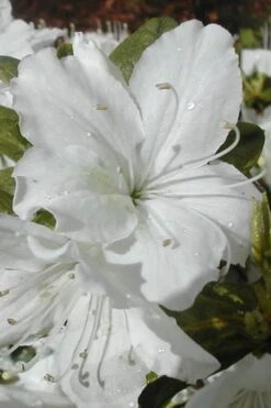Plant Serie Store 15 Delaware Valley White Azalea - 1 Gallon Pot