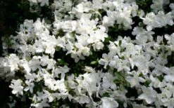 Delaware Valley White Azalea - 1 Gallon Pot -Plant Serie Store Azalea Deleware Valley White Bloom