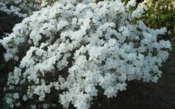 Delaware Valley White Azalea - 1 Gallon Pot -Plant Serie Store Azalea Deleware Valley White Landscape