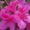 Autumn Amethyst Encore Azalea - 2 Gallon Pot 2 Autumn Amethyst Encore Azalea - 2 Gallon Pot -Plant Serie Store Azalea Encore Autumn Amethyst 2