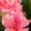 Autumn Coral Encore Azalea - 2 Gallon Pot -Plant Serie Store Azalea Encore Autumn Coral