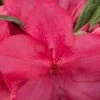 Autumn Jewel Encore Azalea - 2 Gallon Pot -Plant Serie Store Azalea Encore Autumn Jewel