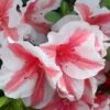 Autumn Starburst Encore Azalea - 3 Gallon Pot -Plant Serie Store Azalea Encore Autumn Starburst