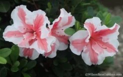 Autumn Starburst Encore Azalea - 3 Gallon Pot 9 Autumn Starburst Encore Azalea - 3 Gallon Pot -Plant Serie Store Azalea Encore Autumn Starburst 2