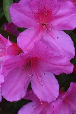 Formosa Southern Indica Azalea - 1 Gallon Pot -Plant Serie Store Azalea Formosa 500x750 1