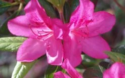 Judge Solomon Southern Indica Azalea - 1 Gallon Pot -Plant Serie Store Azalea Judge Solomon 50