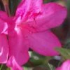 Judge Solomon Southern Indica Azalea - 1 Gallon Pot -Plant Serie Store Azalea Judge Solomon 500x750 1