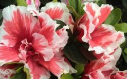 Mardi Gras Southern Indica Azalea - 1 Gallon Pot -Plant Serie Store Azalea Mardi Gras 2