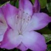 Nuccio's Voodoo Azalea - 3 Gallon Pot -Plant Serie Store Azalea Nuccios Voodoo 2