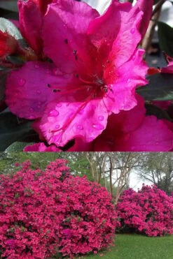 Red Formosa Azalea - 6 Pack Of 1 Gallon Pots -Plant Serie Store Azalea Red Formosa 1 500x750 1