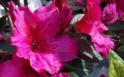 Red Formosa Azalea - 6 Pack Of 1 Gallon Pots -Plant Serie Store Azalea Red Formosa