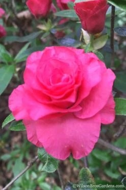 Rosebud Azalea - 1 Gallon Pot -Plant Serie Store Azalea Rosebud 3 2