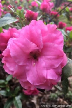 Rosebud Azalea - 2 Gallon Pot -Plant Serie Store Azalea Rosebud 7 1