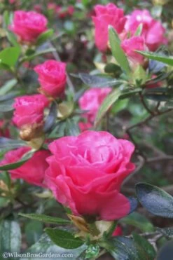 Rosebud Azalea - 3 Gallon Pot -Plant Serie Store Azalea Rosebud 8