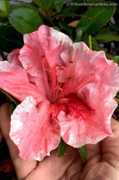 Tama No Hada Azalea - 3 Gallon Pot