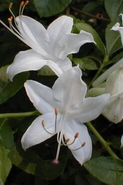 Texas Azalea (Rhododendron Oblongifolium) - 3 Gallon Pot -Plant Serie Store Azalea Texas Rhododendron Oblongfolium 1