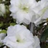 White Rosebud Azalea - 1 Gallon Pot -Plant Serie Store Azalea White Rosebud 3