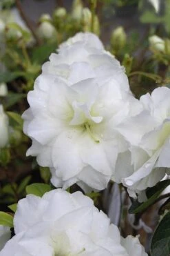 White Rosebud Azalea - 1 Gallon Pot -Plant Serie Store Azalea White Rosebud 4