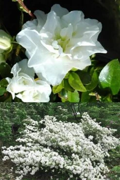 White Rosebud Azalea - 6 Pack Of 1 Gallon Pots -Plant Serie Store Azalea White Rosebud 5 1