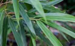 Arrow Bamboo (Pseudosasa Japonica) - 3 Gallon Pot (4-6'+) 13 Arrow Bamboo (Pseudosasa Japonica) - 3 Gallon Pot (4-6'+) -Plant Serie Store Bamboo Arrow 4 1